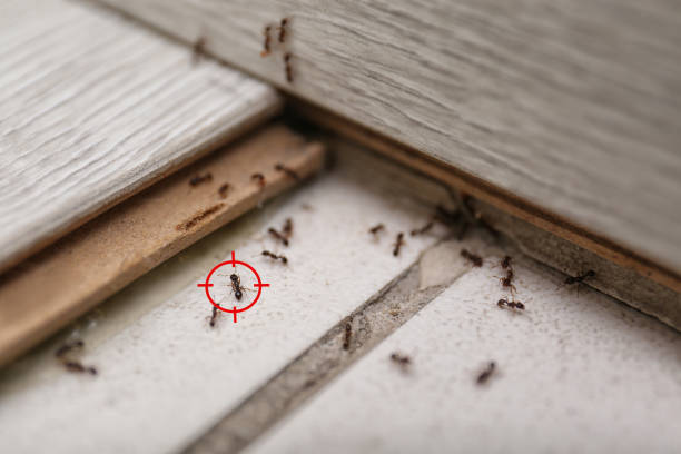 Best Spider Control Near Me  in Bedford, TX