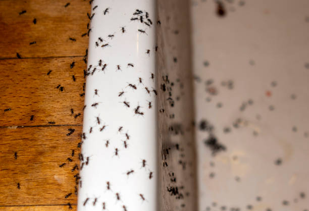 Best Wasp Removal Services  in Bedford, TX