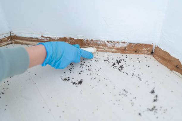 Best Emergency Pest Control  in Bedford, TX
